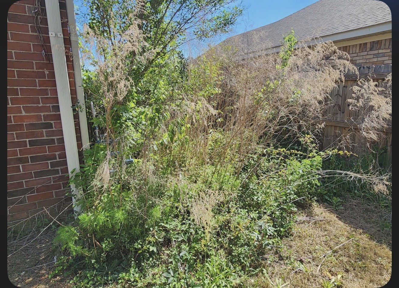Heavy overgrowth before cleanup