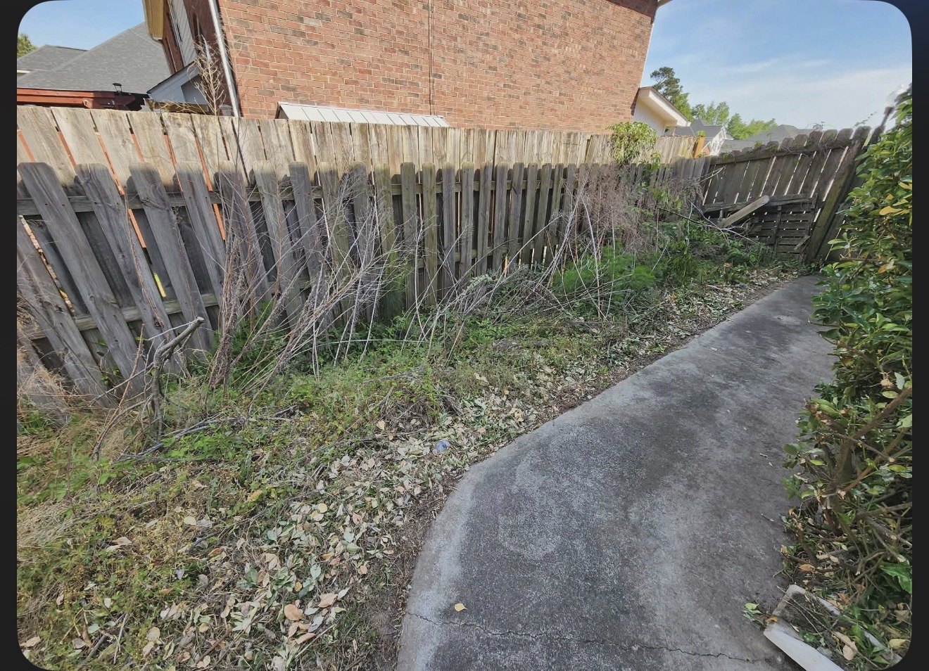 Fence-line overgrowth before cleanup