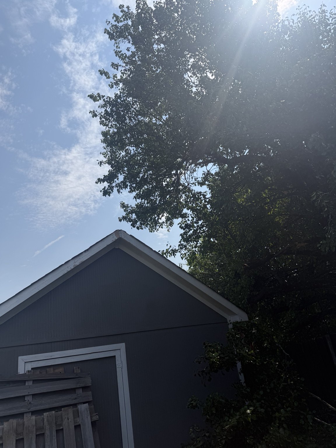 Completed tree trimming project